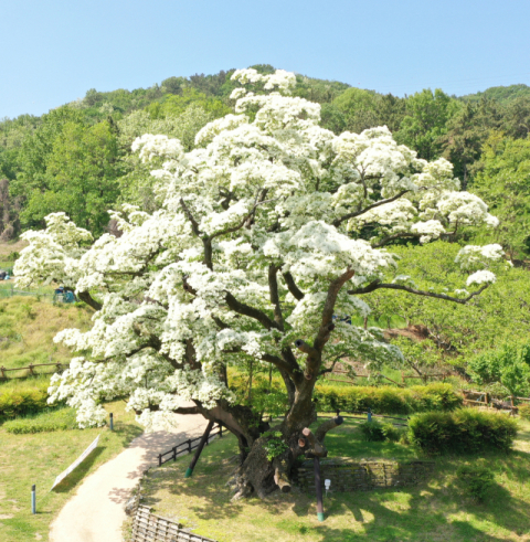 김해시 새로운 시목(市木)‘이팝나무’  30년 만에‘은행나무’→‘이팝나무’로 시목 변경